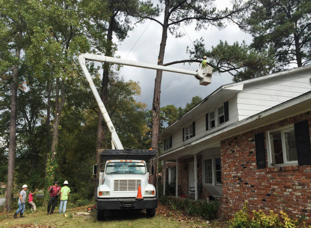 How Our Tree Care Process Works  in  Como, WI