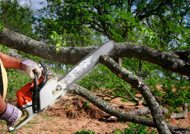 Como, WI Tree Services Company